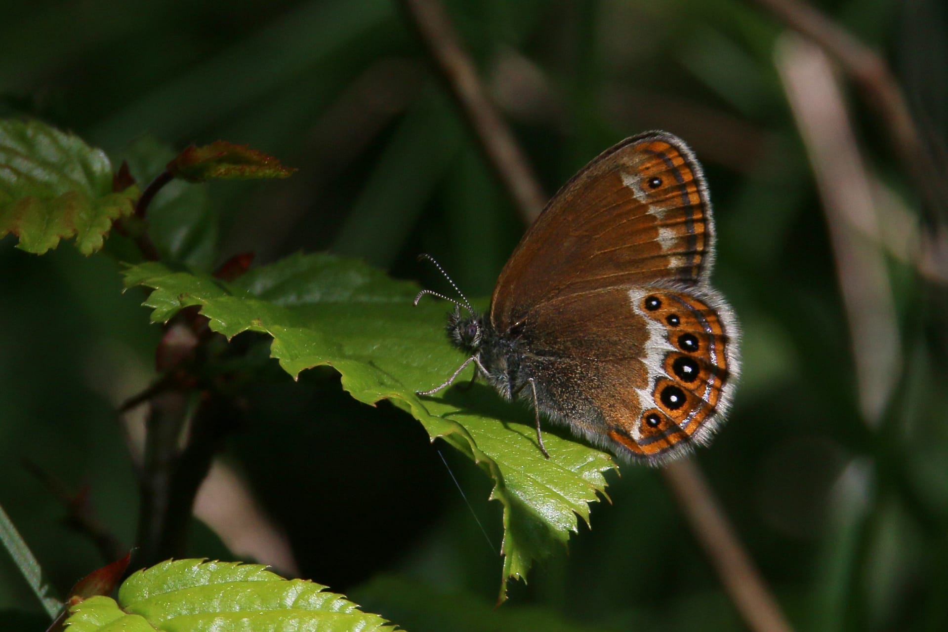 Biodiversité de la fôret